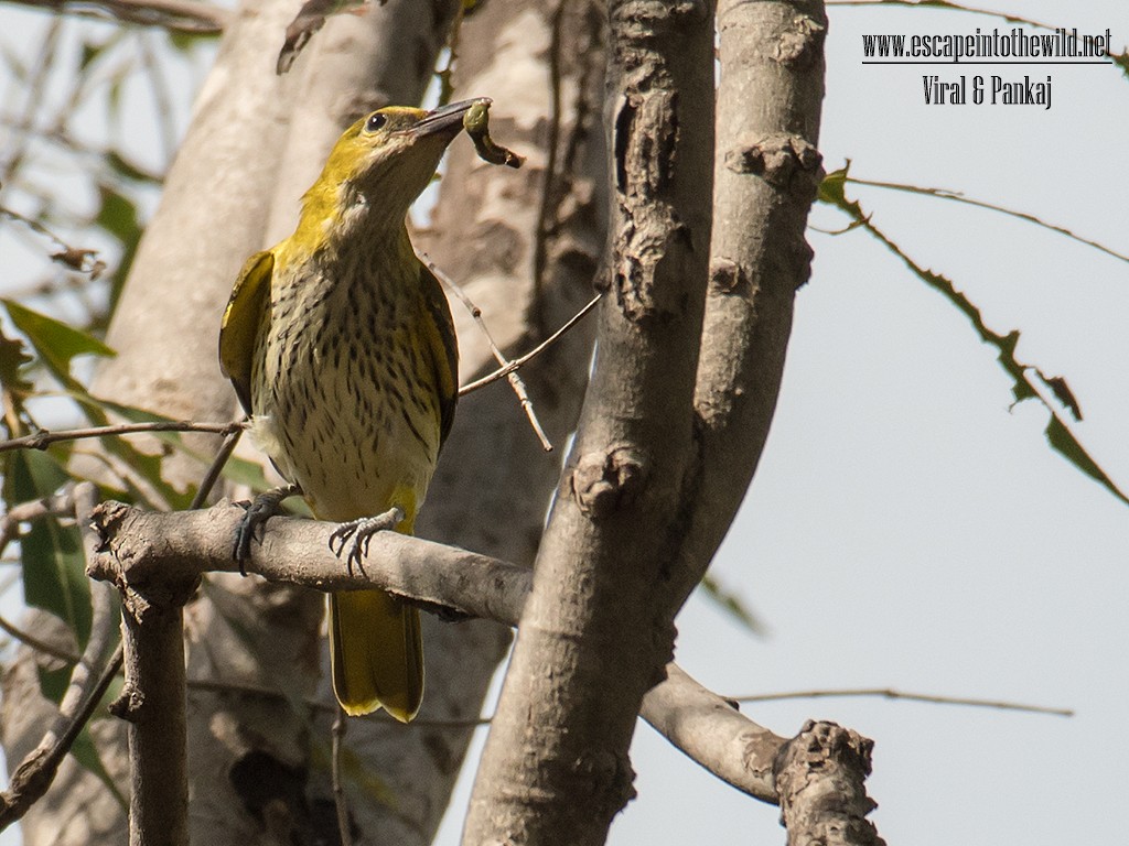 Indian Golden Oriole - ML622024901