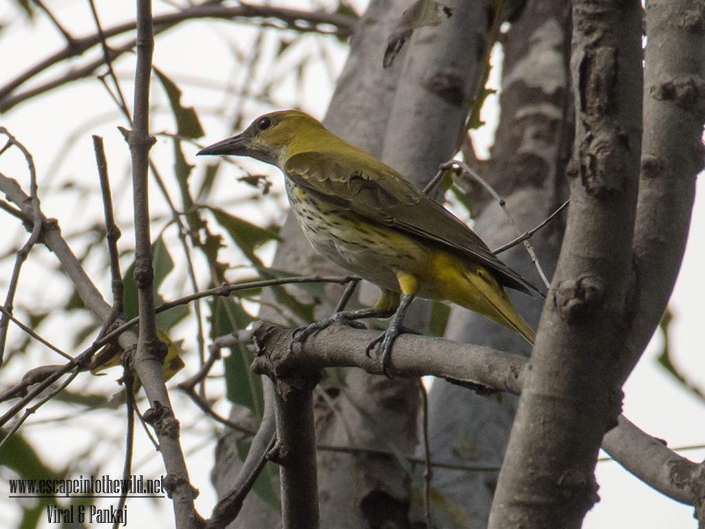 Indian Golden Oriole - ML622024902