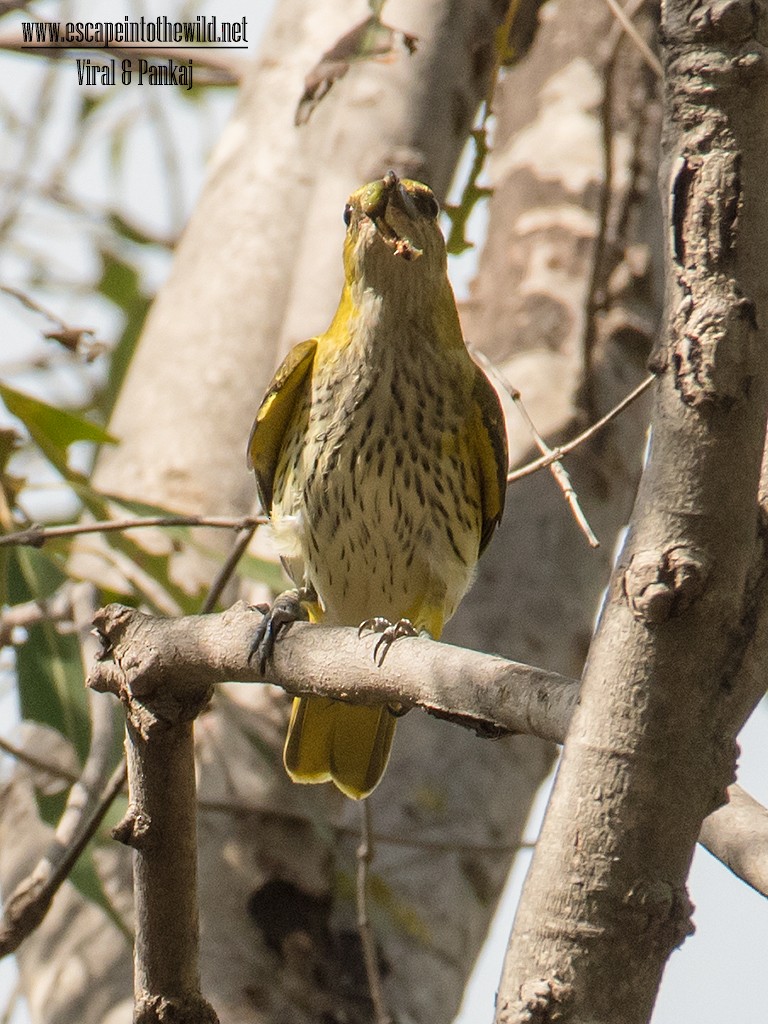 Indian Golden Oriole - ML622024905