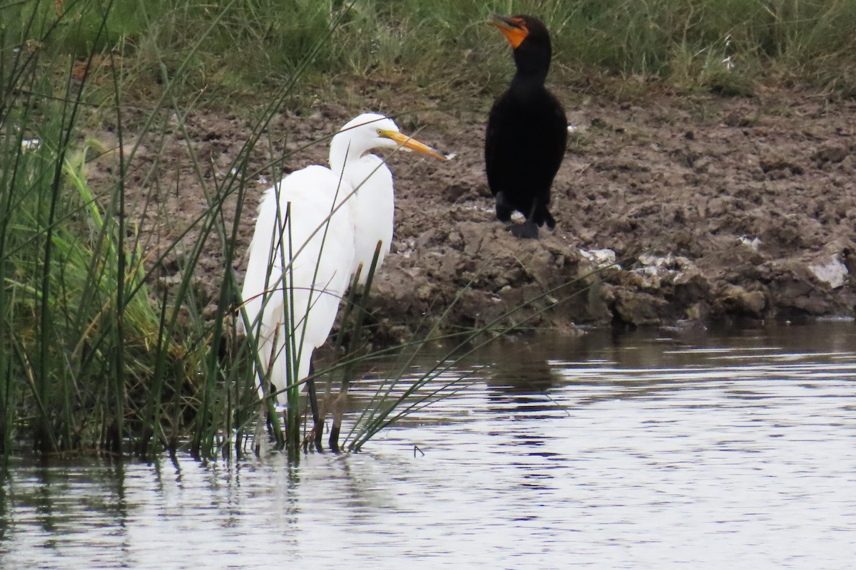 Great Egret - Del Nelson