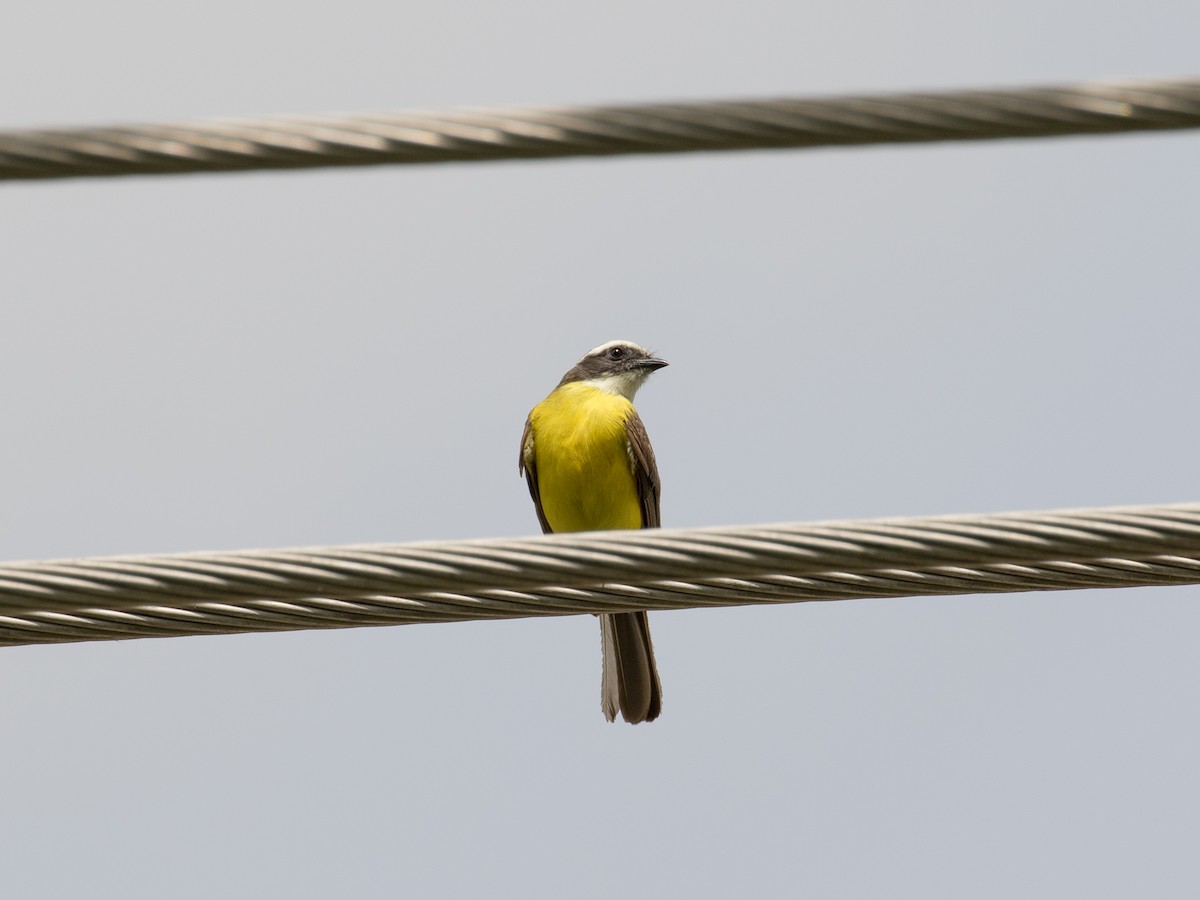 Social Flycatcher (Vermilion-crowned) - Evan Coates