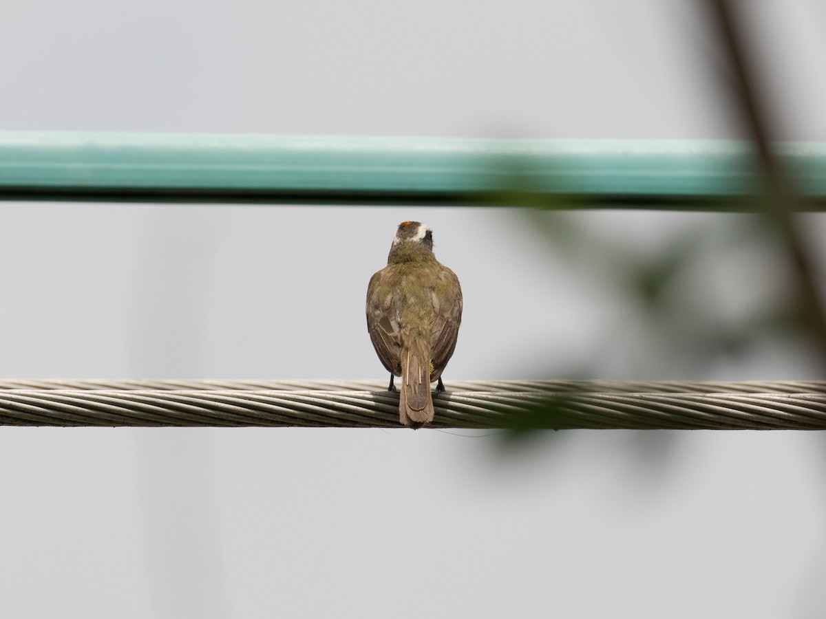 Social Flycatcher (Vermilion-crowned) - ML622024985