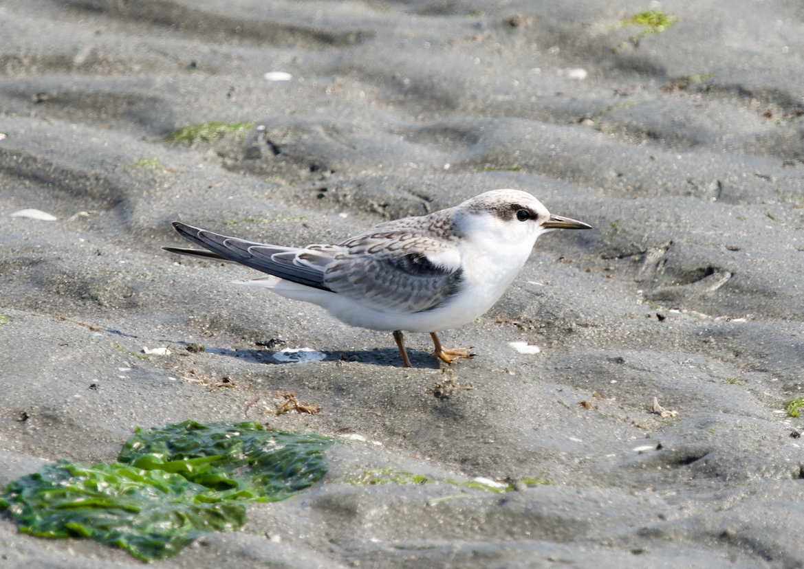 Least Tern - Jack Hayden