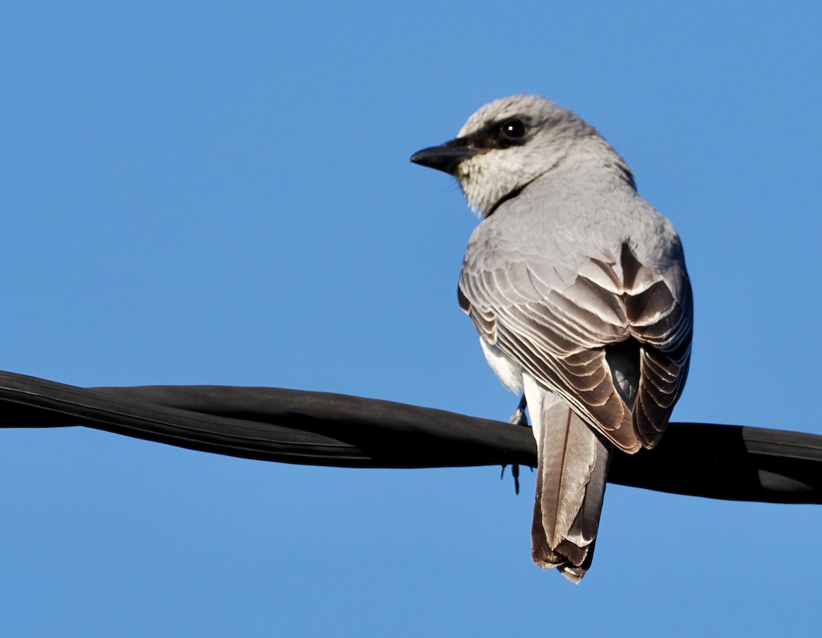 White-bellied Cuckooshrike - ML622025154