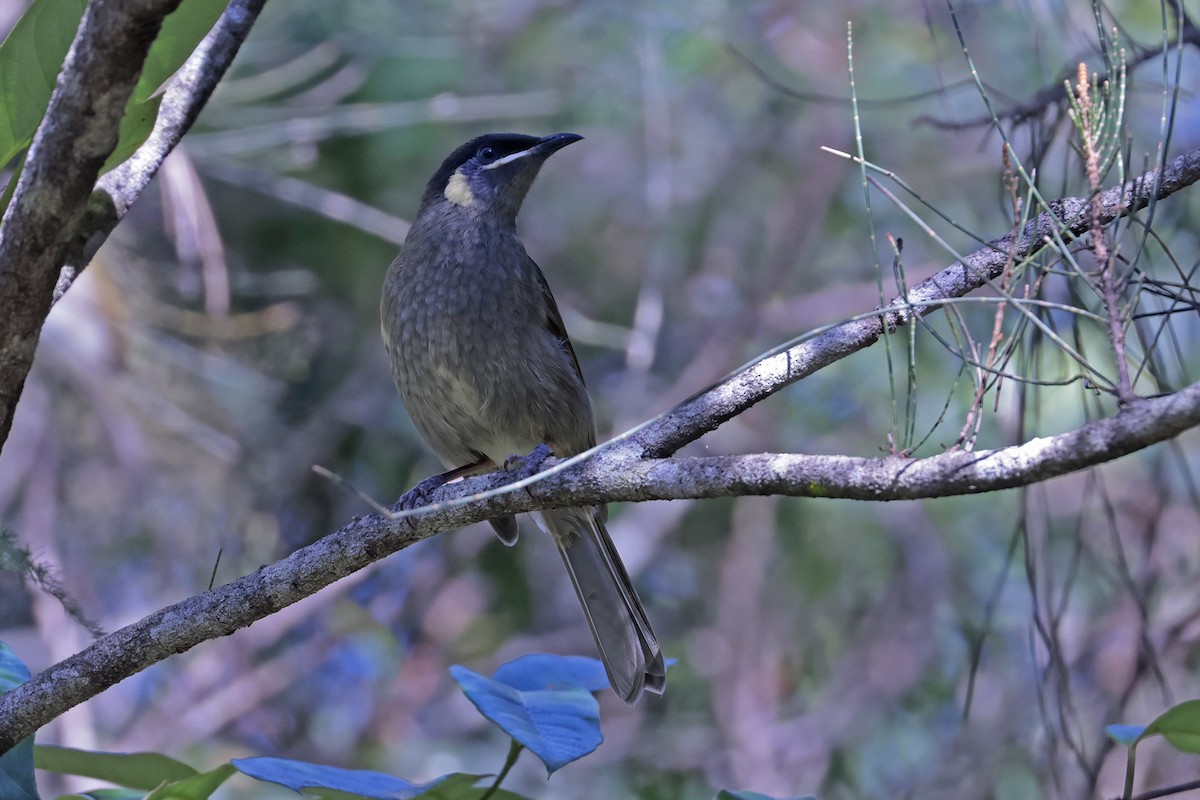 Lewin's Honeyeater - ML622025247