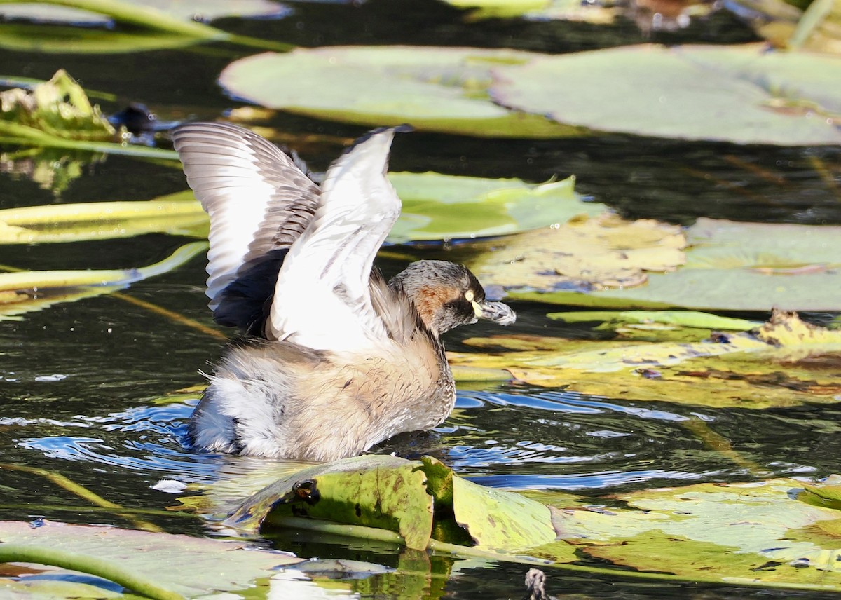 Australasian Grebe - ML622025255