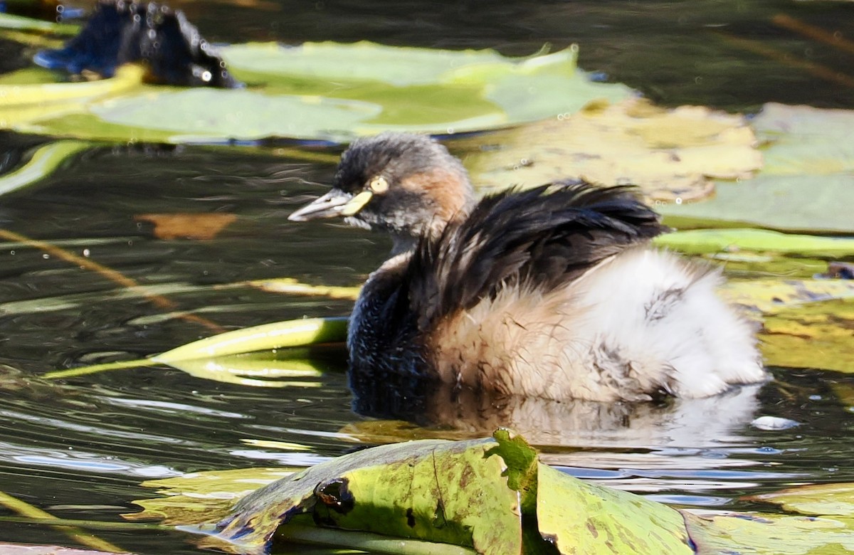 Australasian Grebe - ML622025256