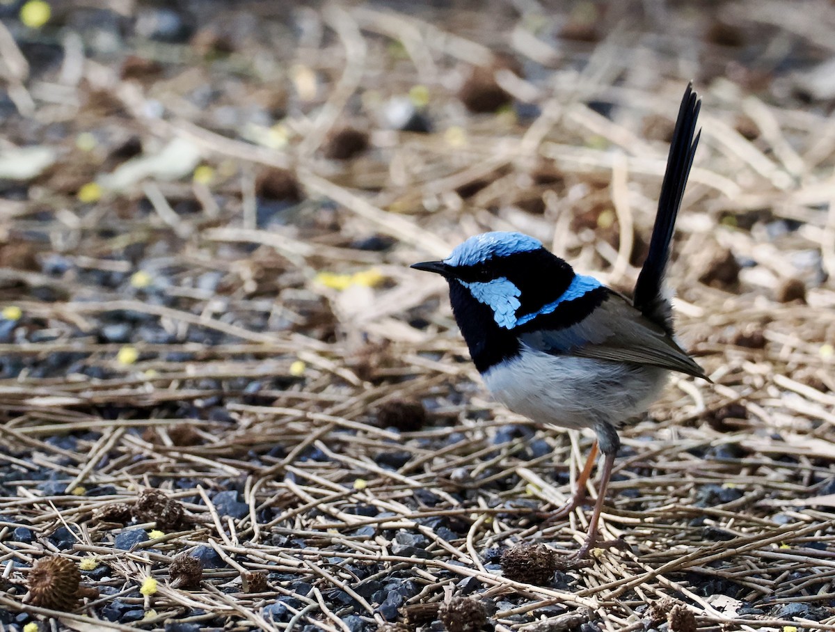 Superb Fairywren - ML622025259