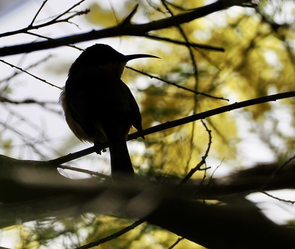 Eastern Spinebill - ML622025262