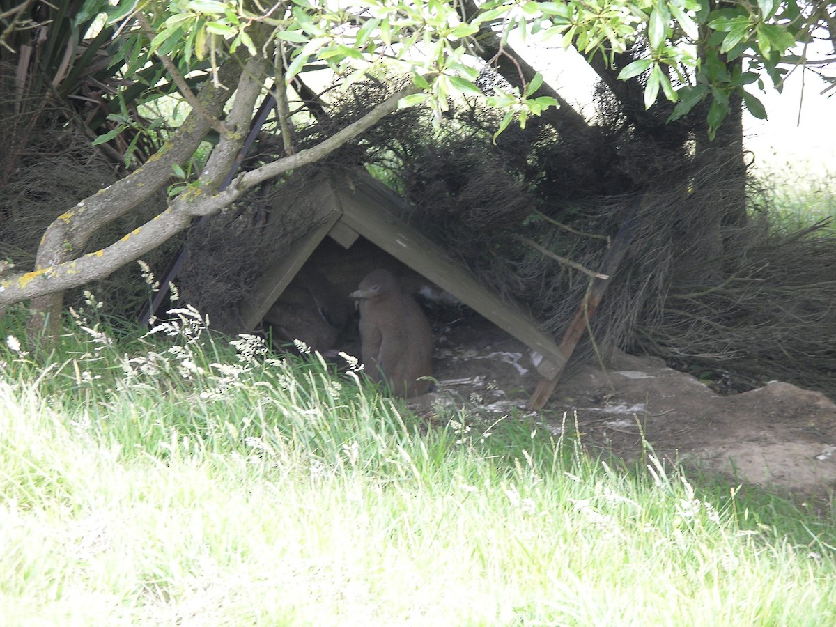 Yellow-eyed Penguin - ML622025278