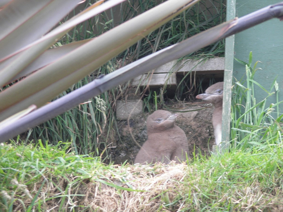 Yellow-eyed Penguin - ML622025281