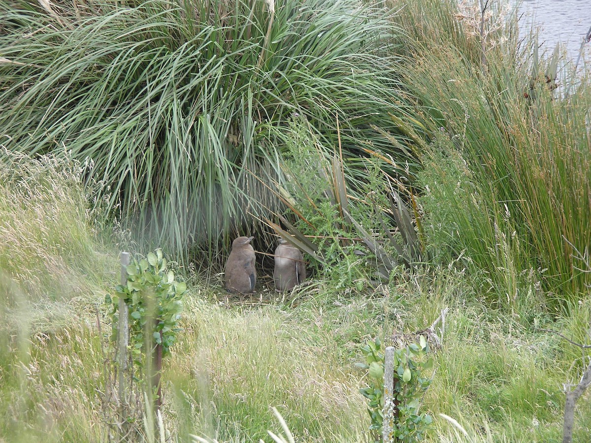 Yellow-eyed Penguin - ML622025282