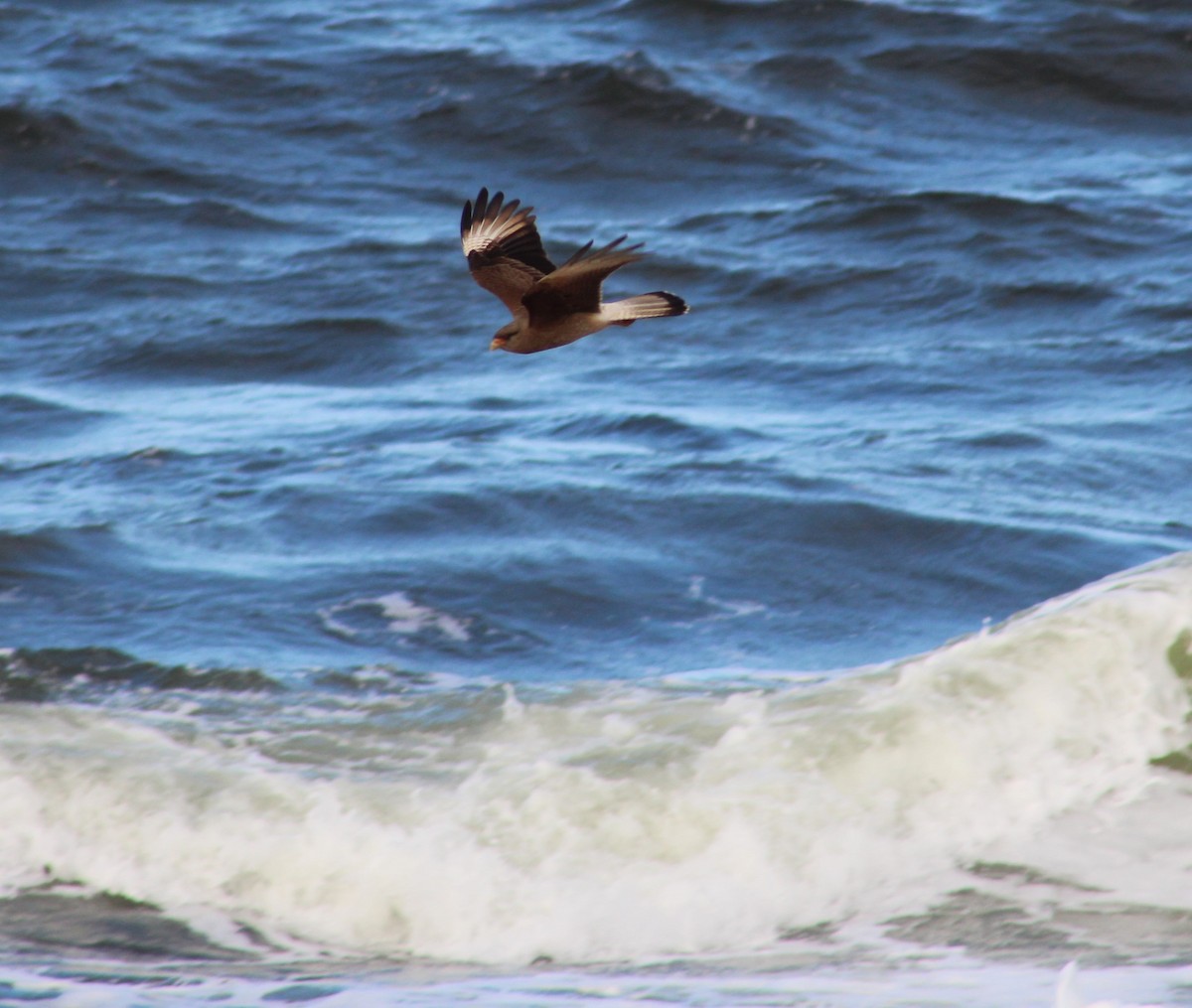 Chimango Caracara - ML622025309