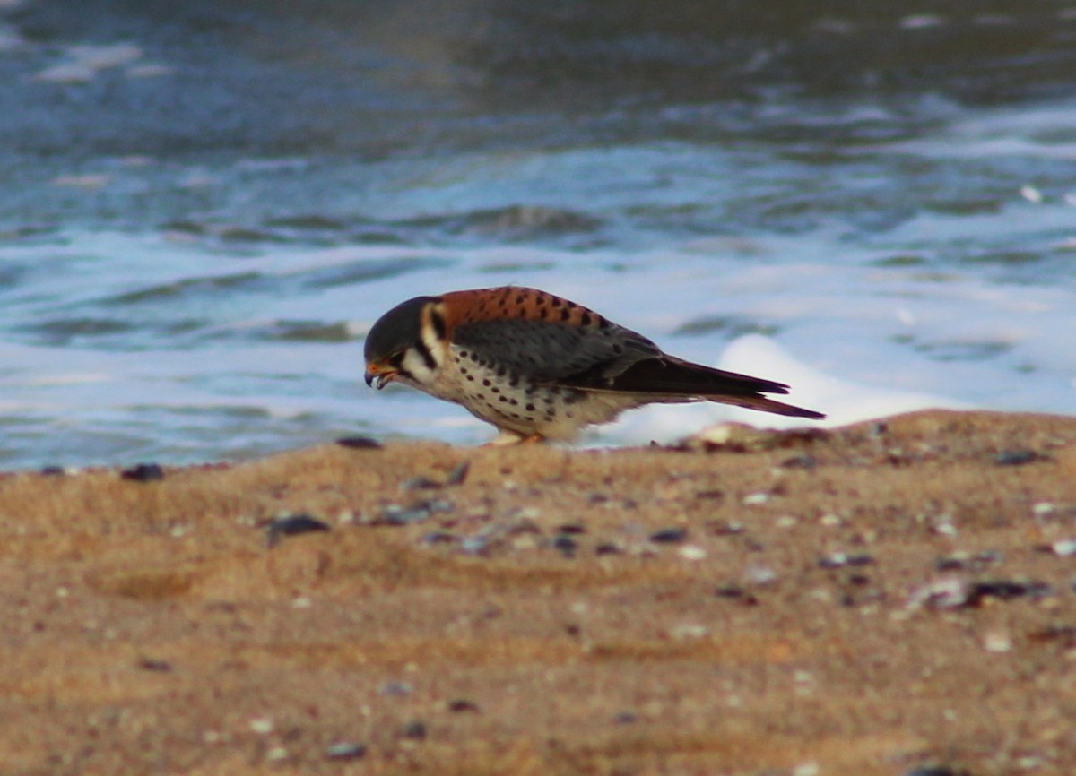 American Kestrel - ML622025320