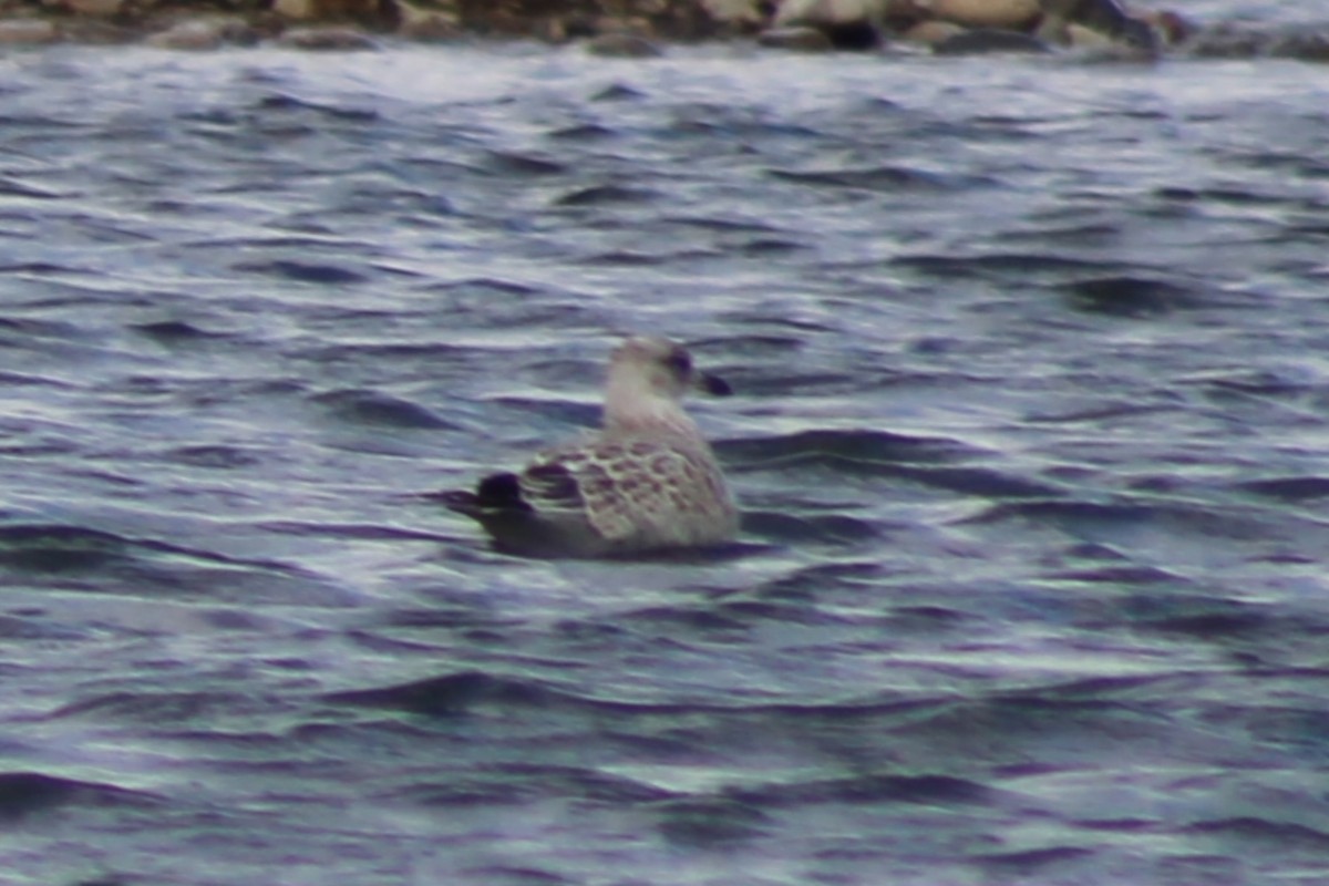 Gaviota de Delaware - ML622025334