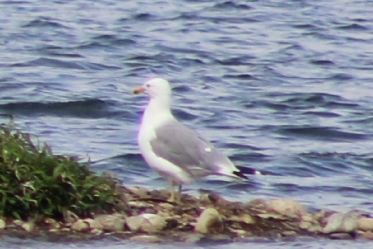 Gaviota de Delaware - ML622025335