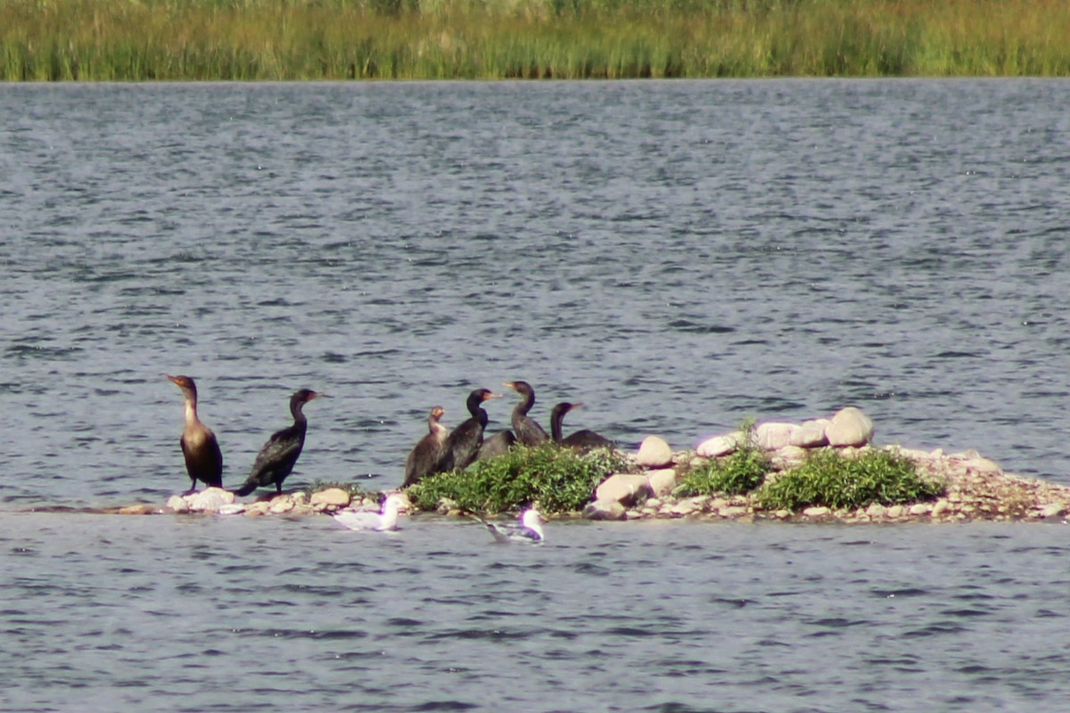 Cormorán Orejudo - ML622025349