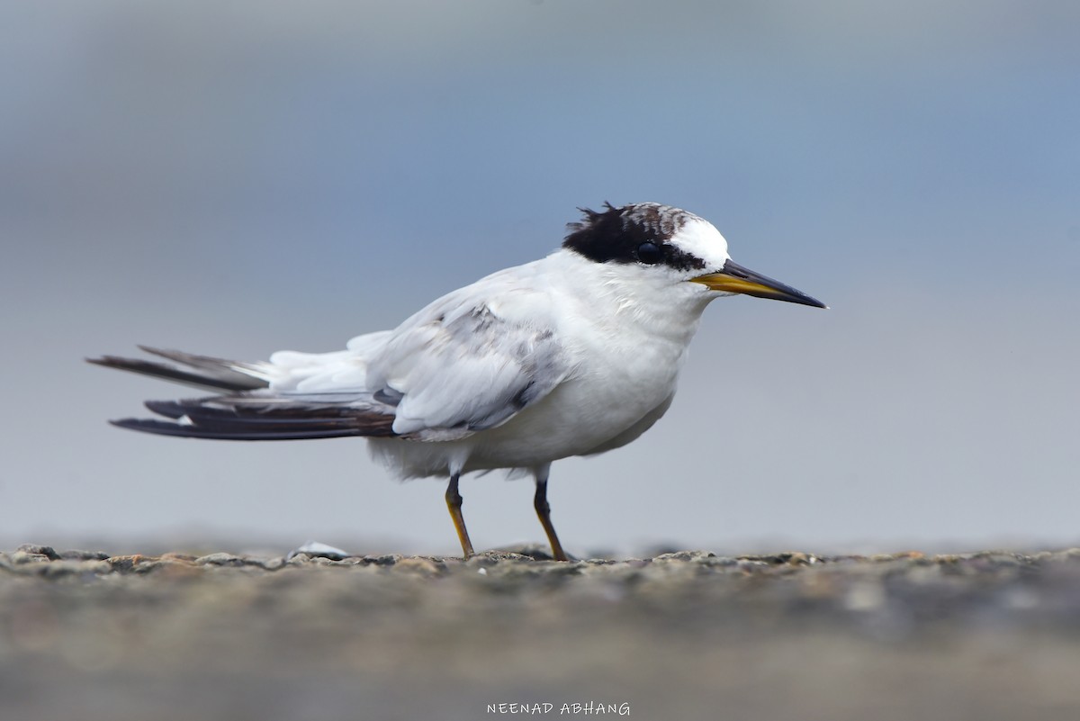 Saunders's Tern - ML622025383