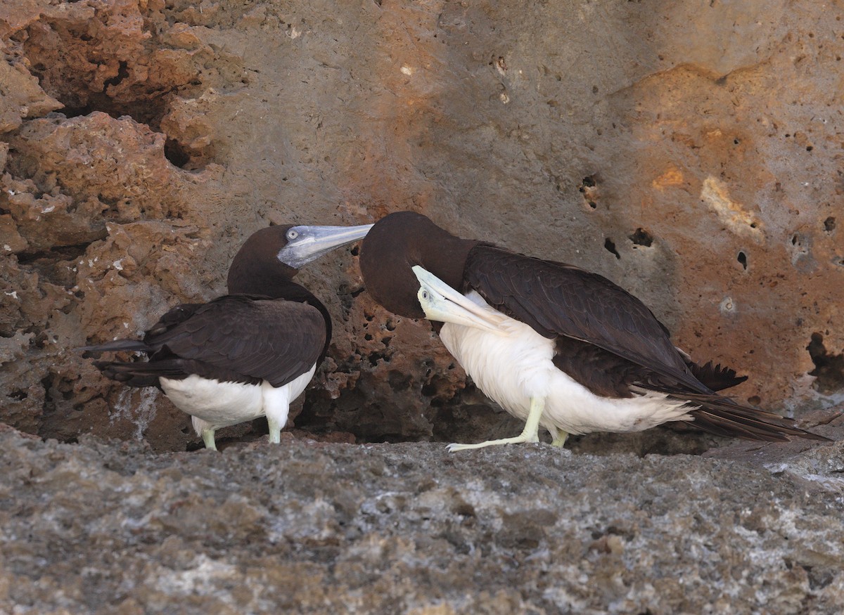 Brown Booby - ML622025446