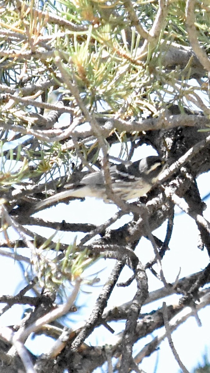 Black-throated Gray Warbler - ML622025454