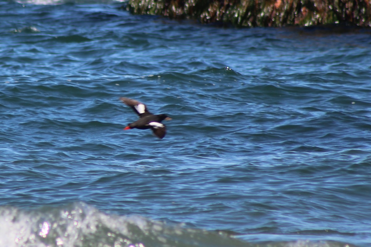 Pigeon Guillemot - ML622025518