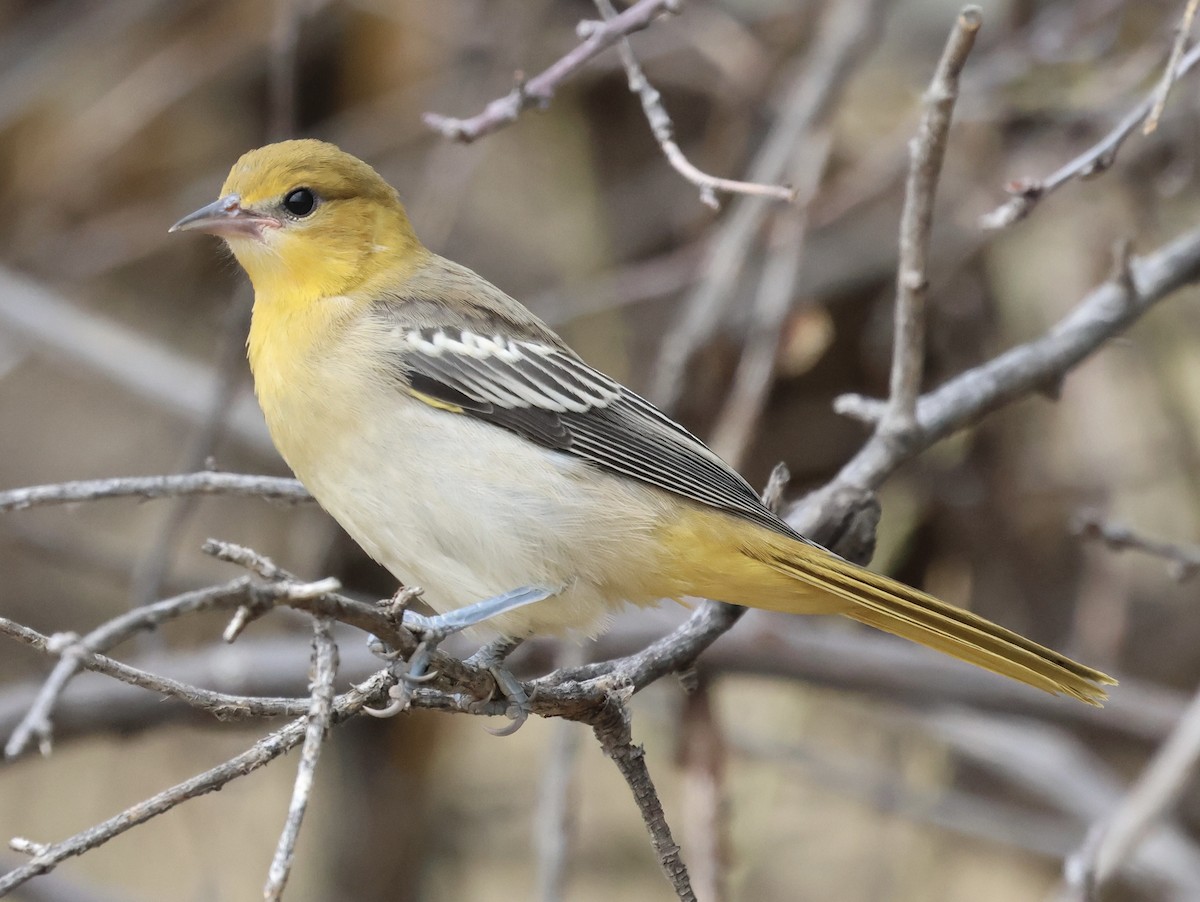 Bullock's Oriole - ML622025535