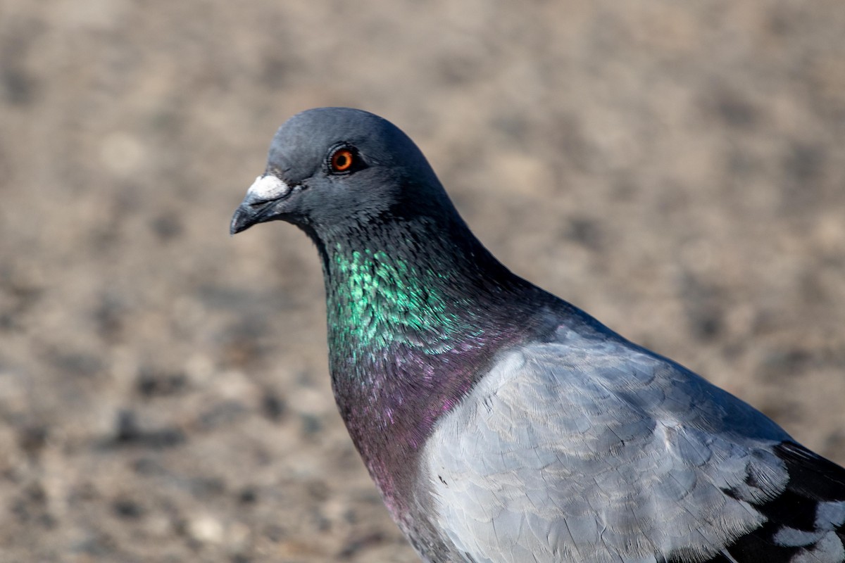 Rock Pigeon (Feral Pigeon) - ML622025543