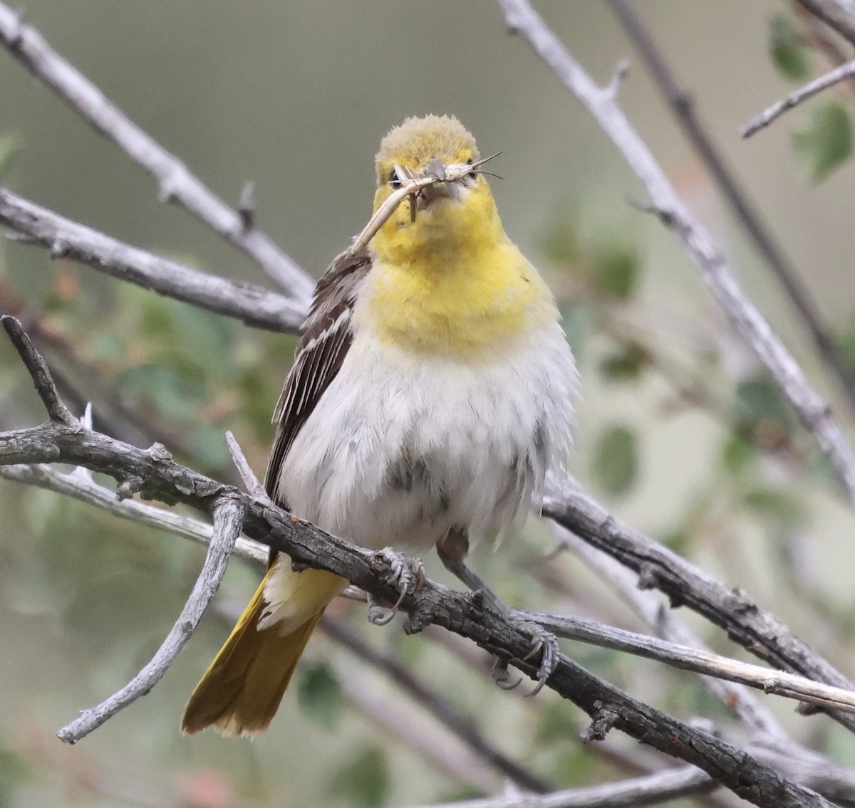 Bullock's Oriole - ML622025550