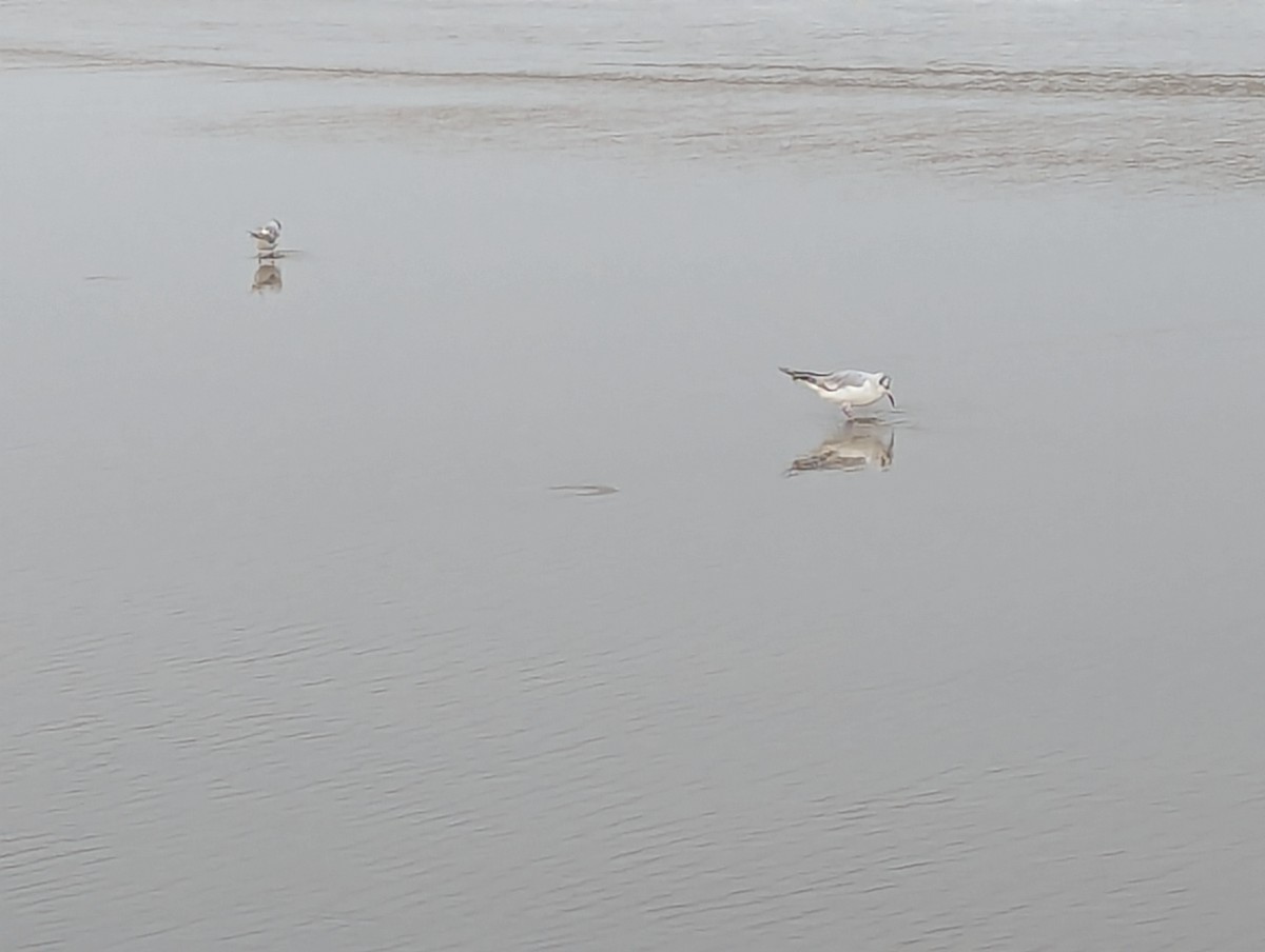 Bonaparte's Gull - ML622025552