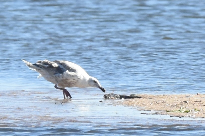 Slaty-backed Gull - ML622025574