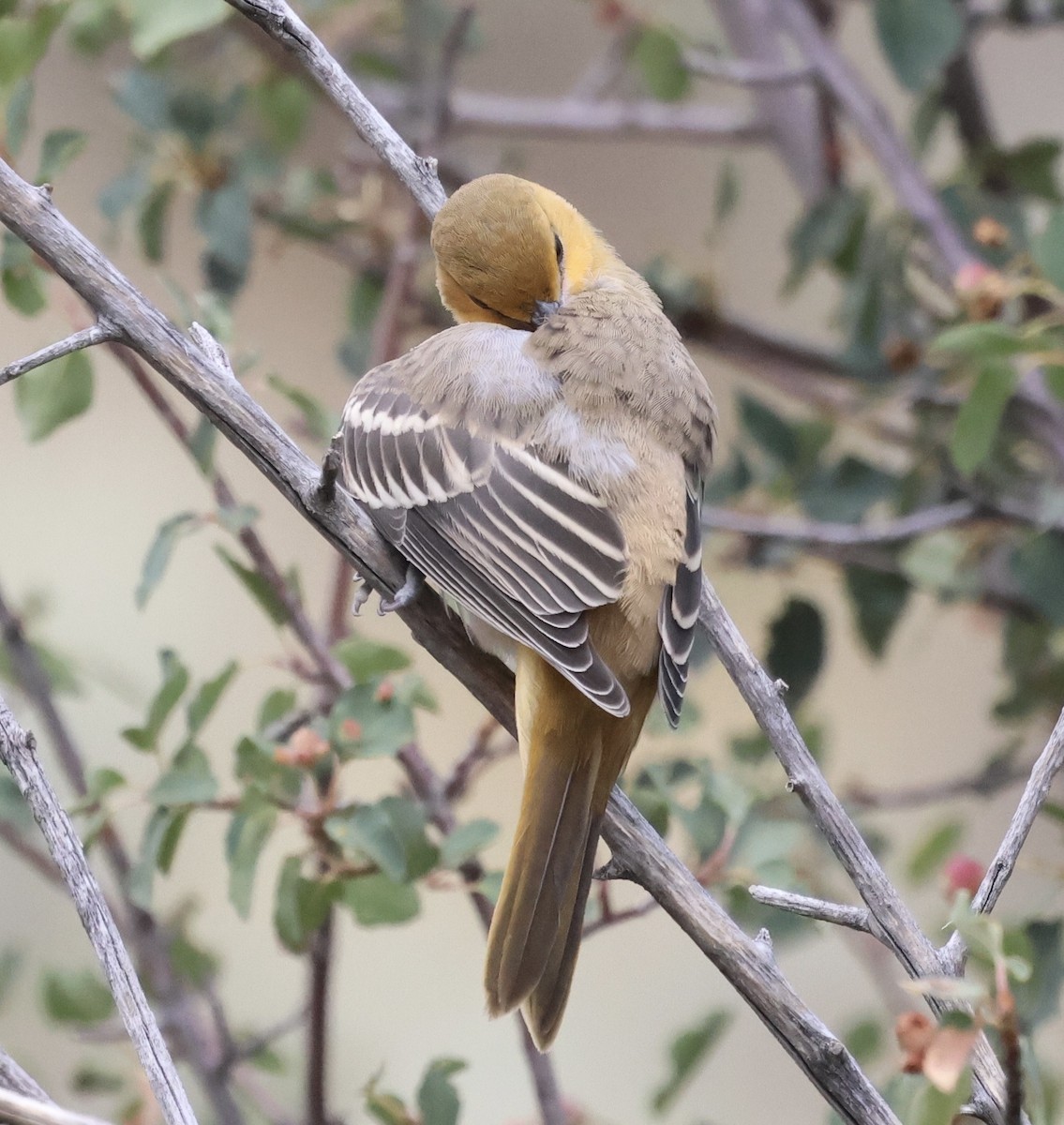 Bullock's Oriole - ML622025576