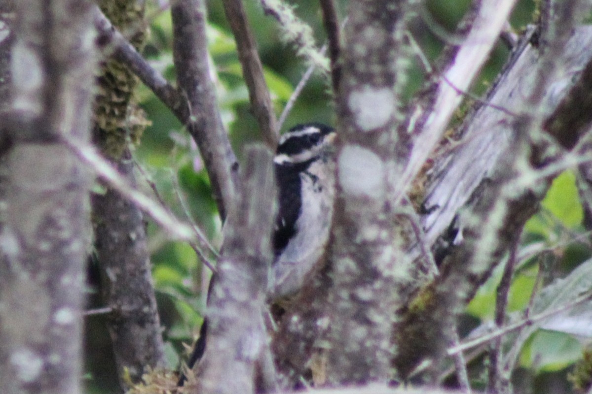 Hairy Woodpecker - ML622025602
