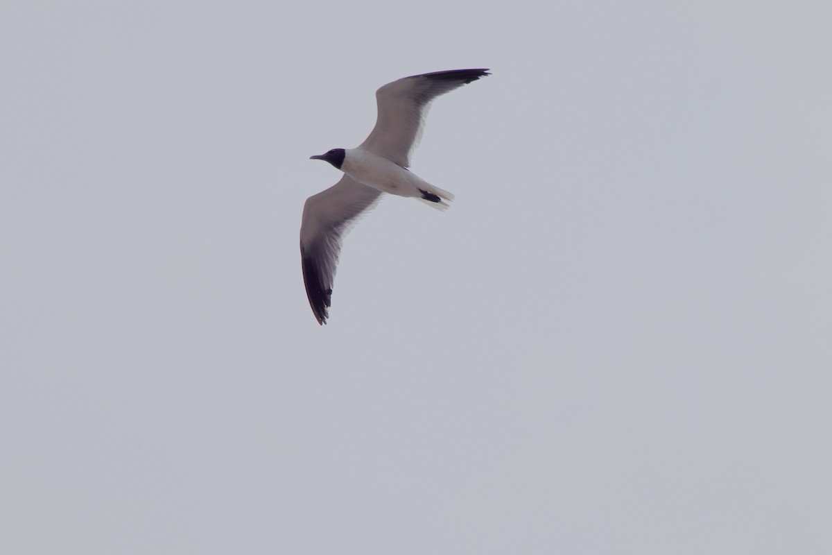 Laughing Gull - ML622025712