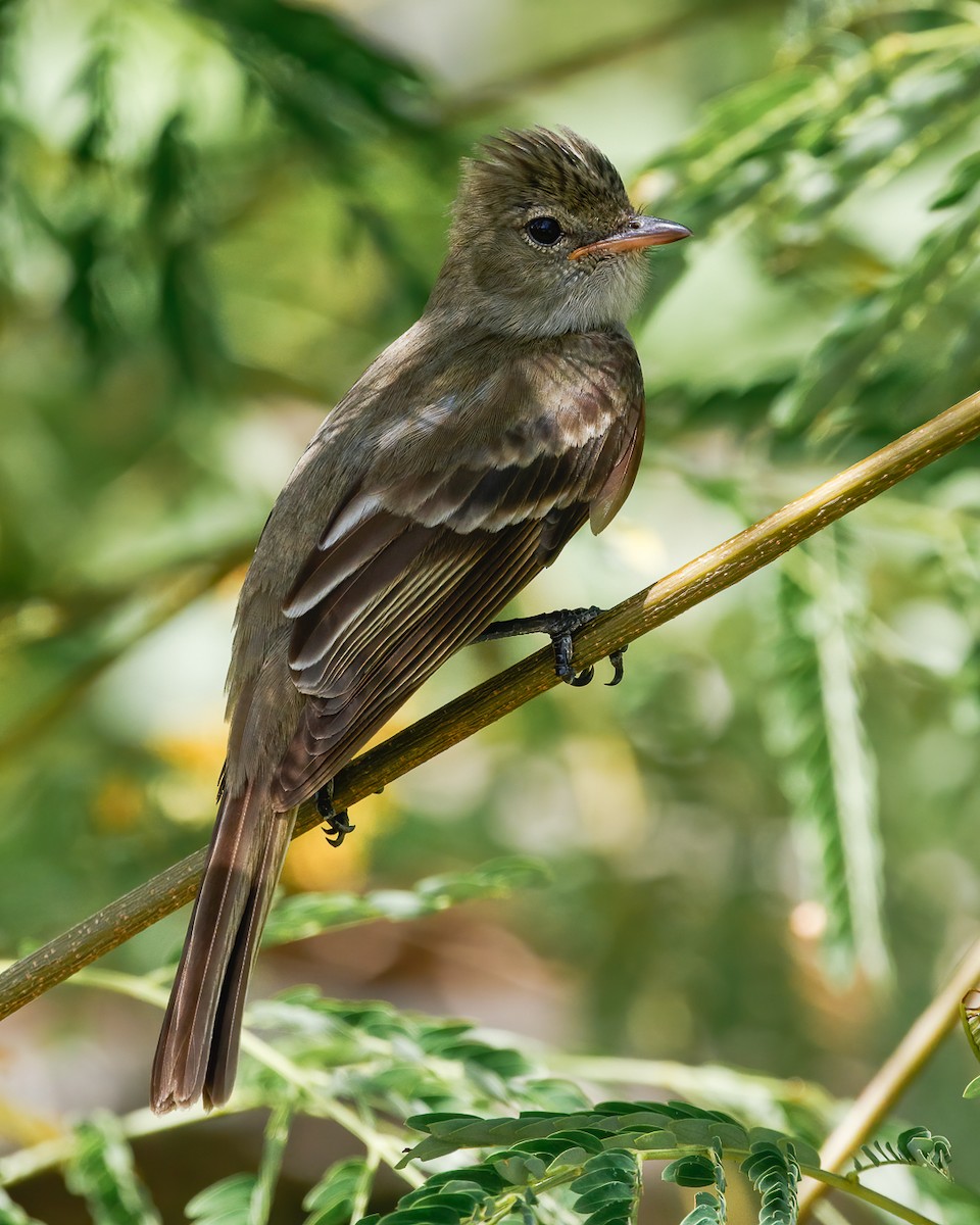 Caribbean Elaenia - ML622025802