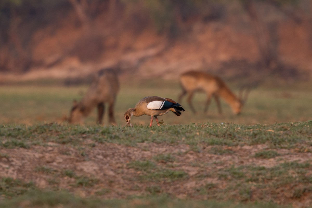 Egyptian Goose - ML622025858