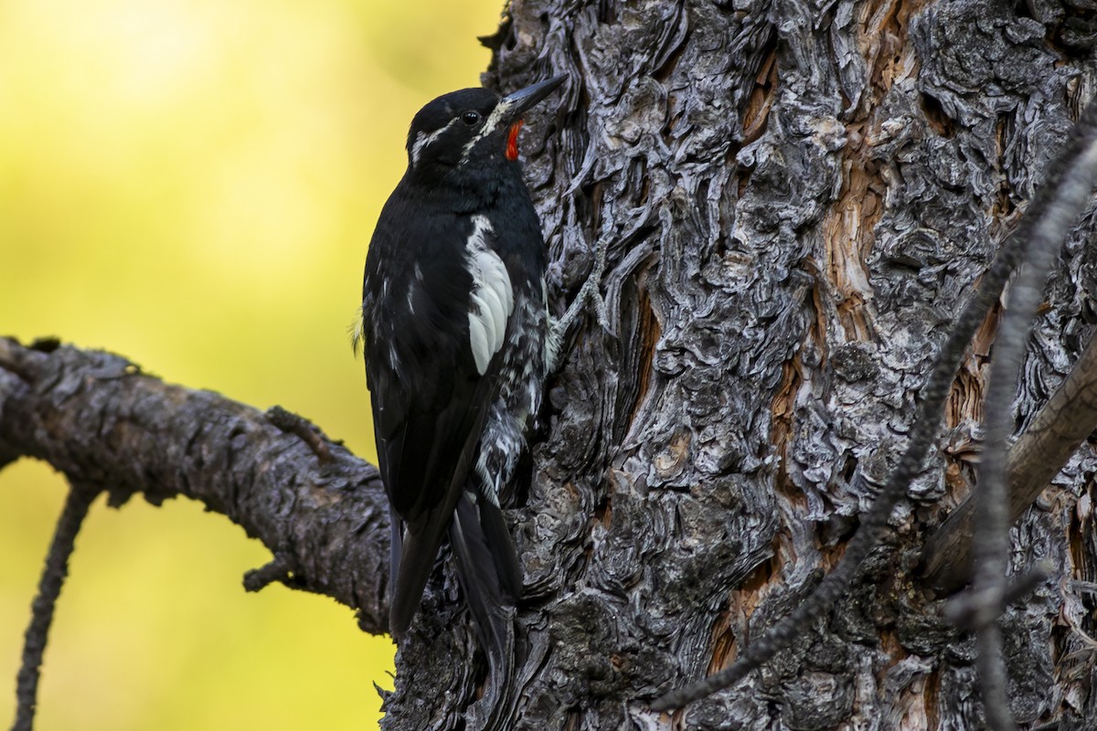 ML622025898 - Williamson's Sapsucker - Macaulay Library