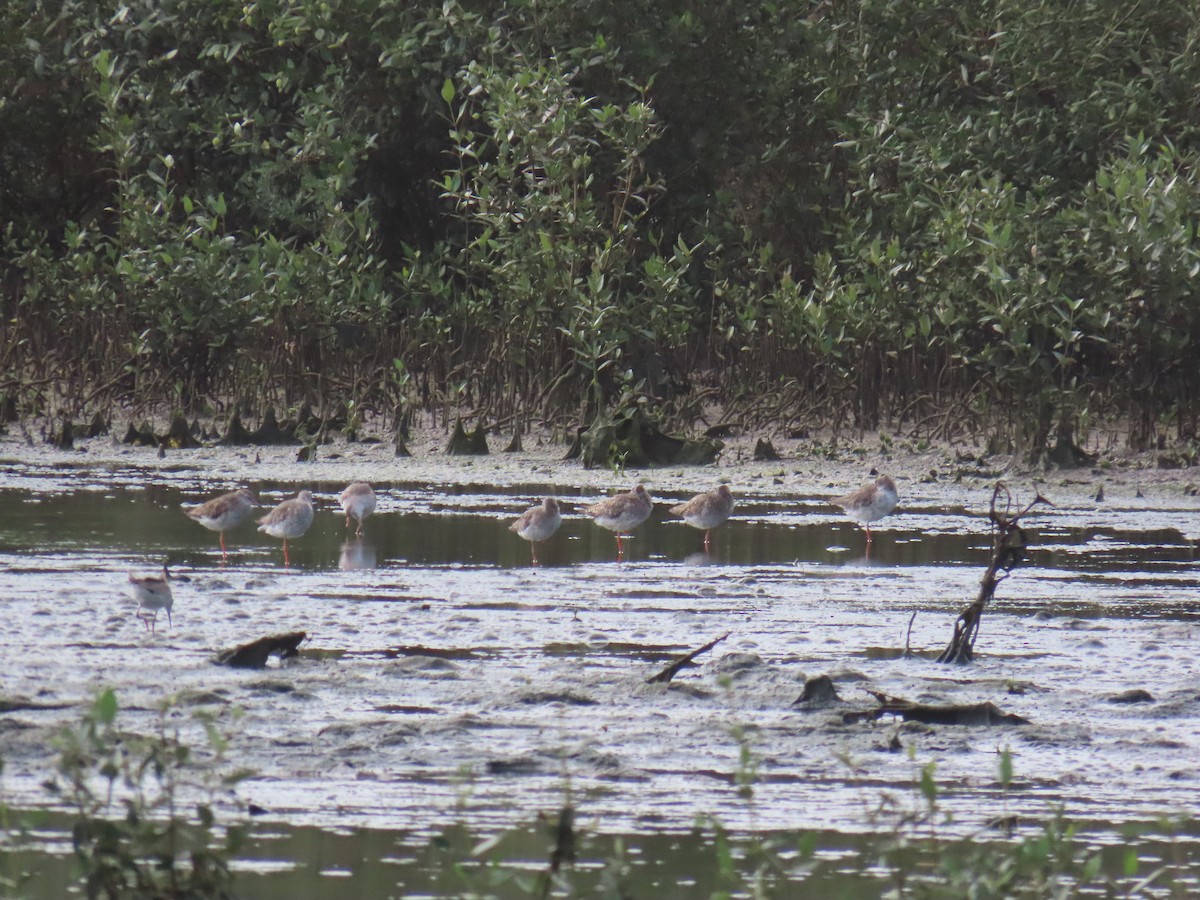 Common Redshank - ML622025915