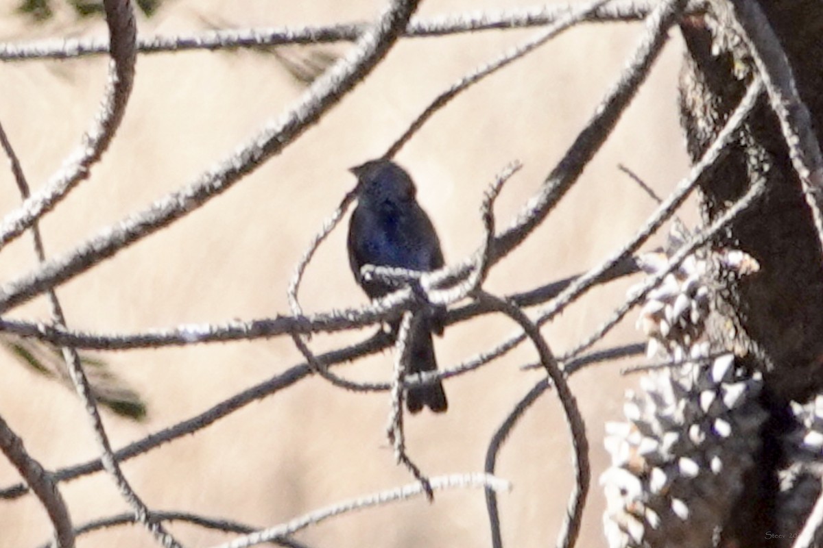 Indigo Bunting - Steve Neely