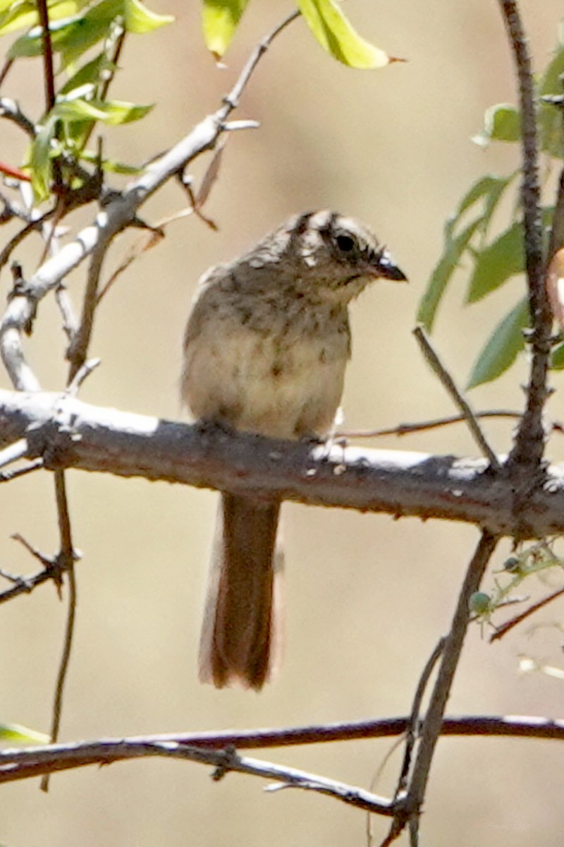 Rufous-crowned Sparrow - ML622025944