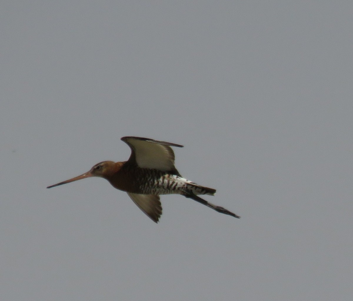 Black-tailed Godwit - ML622025965