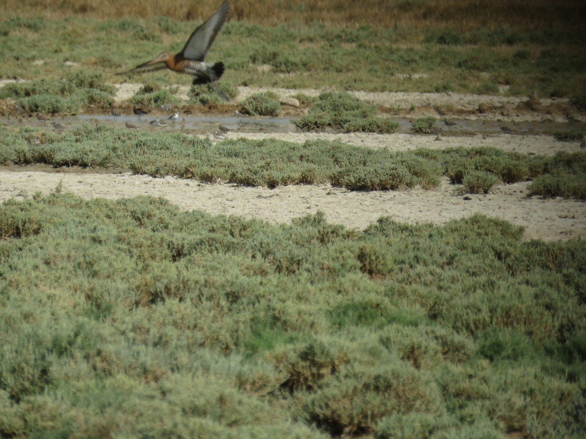 Black-tailed Godwit - ML622025966