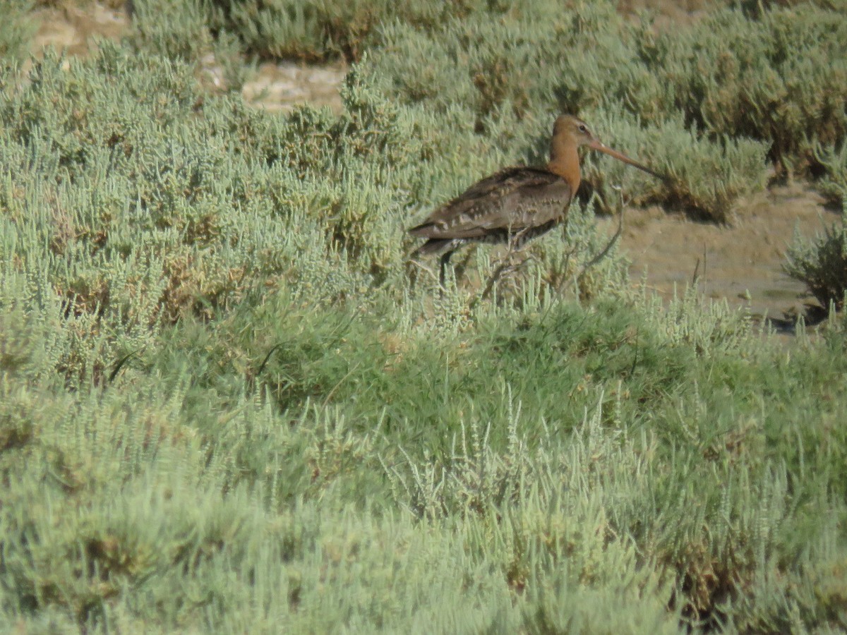 Black-tailed Godwit - ML622025967