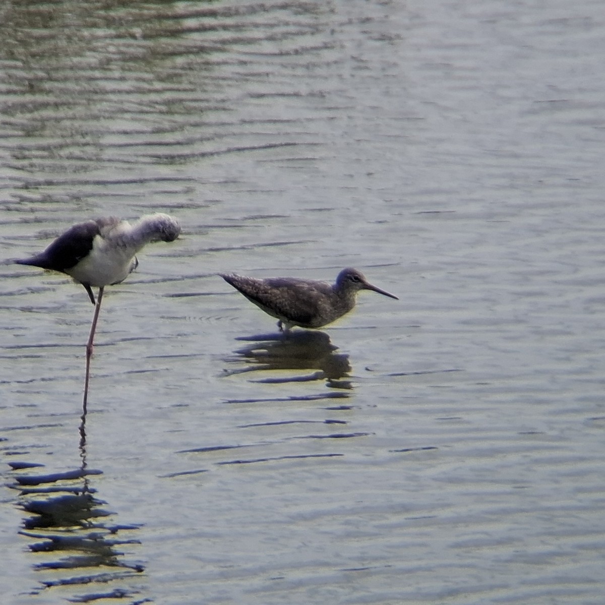 Common Redshank - ML622026014