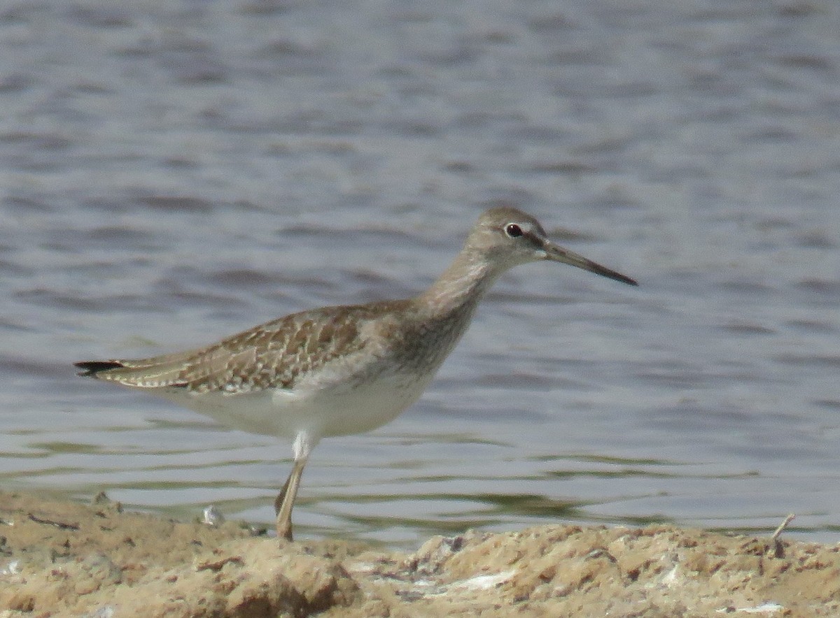 Common Redshank - ML622026030