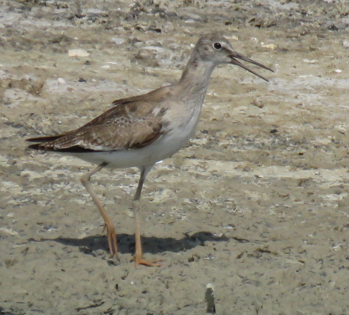 Common Redshank - ML622026031