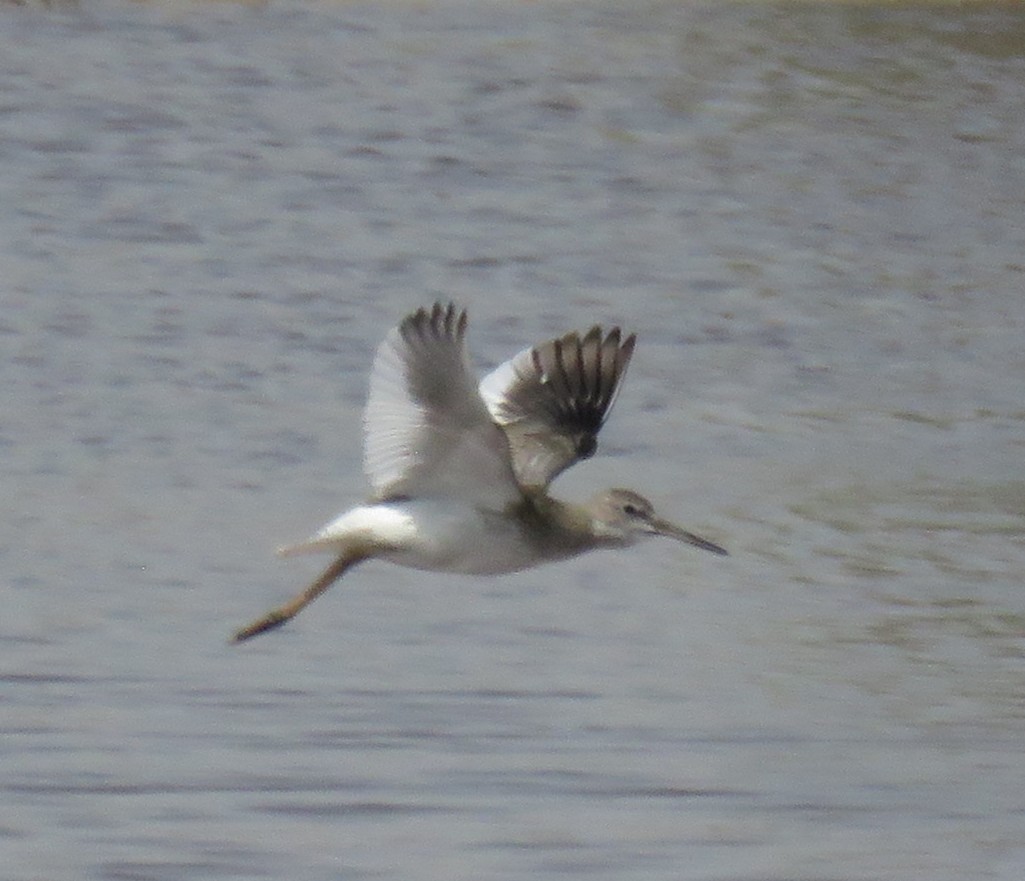 Common Redshank - ML622026032