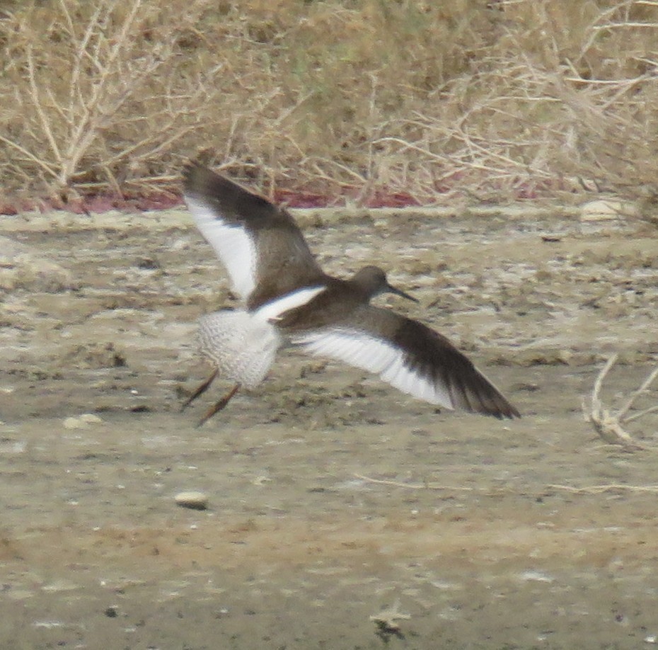 Common Redshank - ML622026033