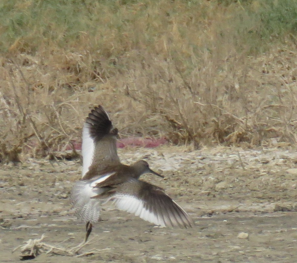 Common Redshank - ML622026034