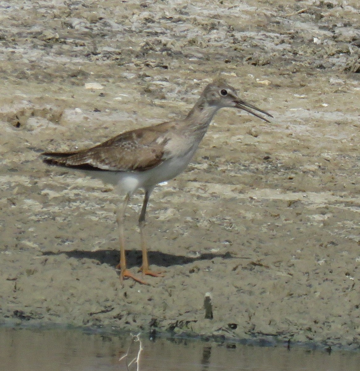 Common Redshank - ML622026035