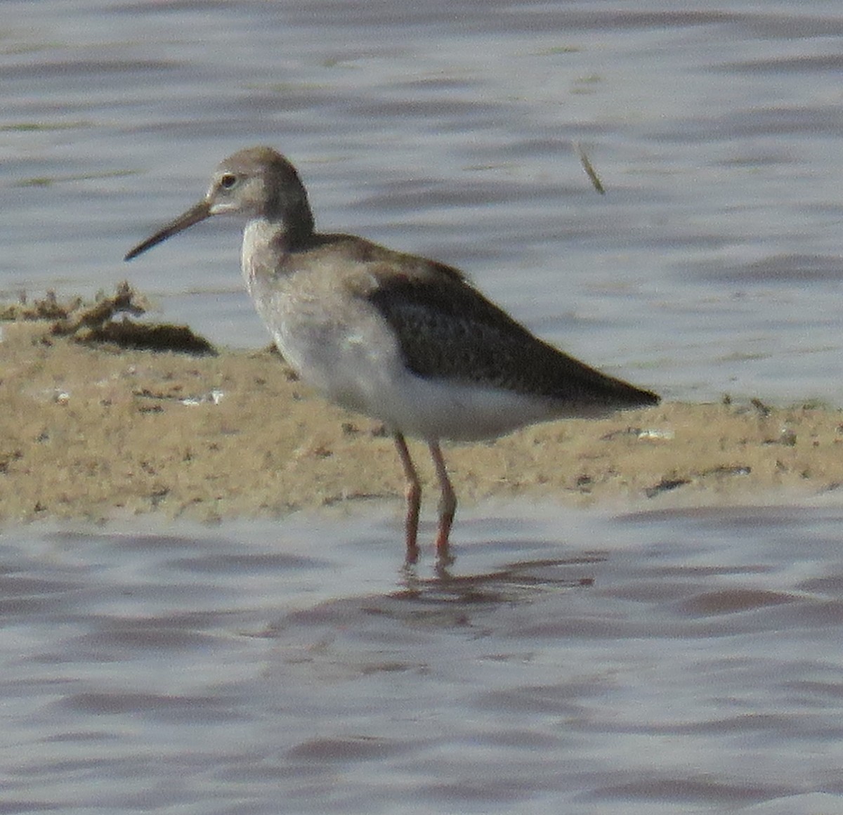 Common Redshank - ML622026036